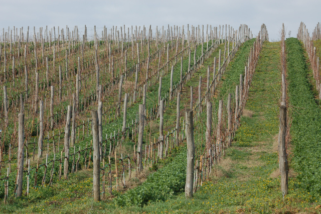 Escursione in cipresseta